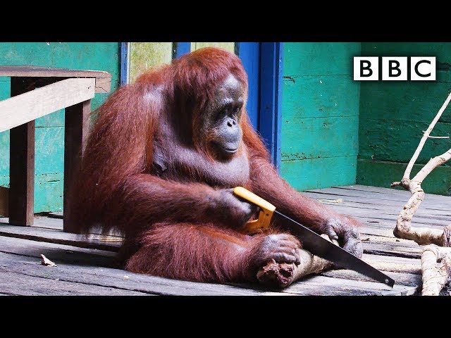 Wild Orangutan Learns How To Use A Saw - Video