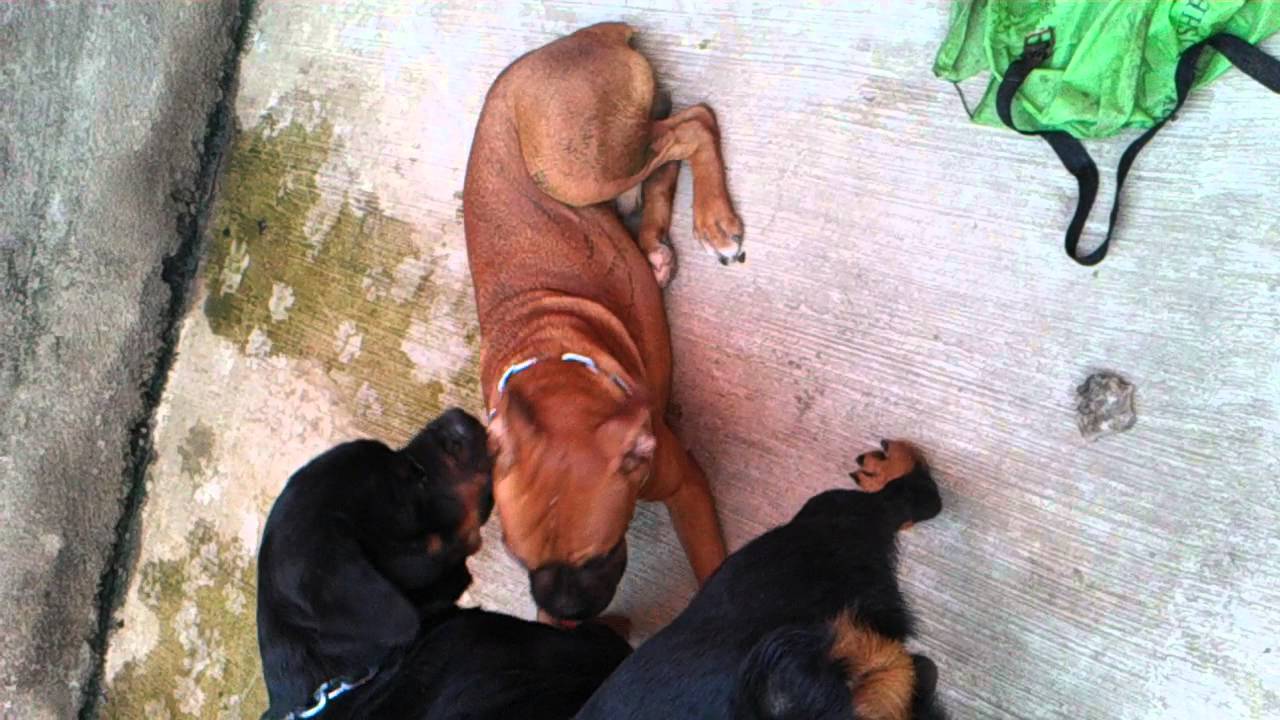 rottweiler vs boxer rottweiler vs boxer breeds picture rottweiler vs boxer rottweiler vs boxer breeds picture