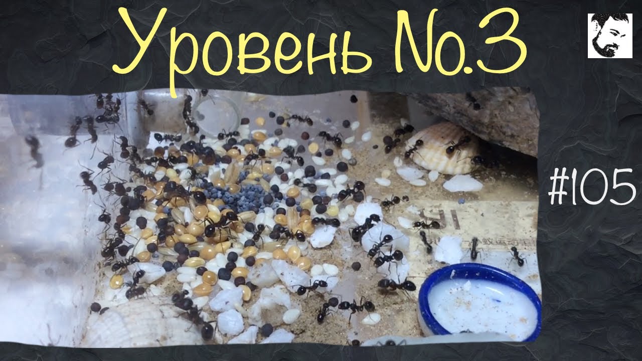 Как создать колонию муравьёв в домашних условиях