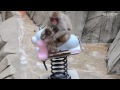 サル、遊具に大喜び　福岡市動物園、公園からリサイクル