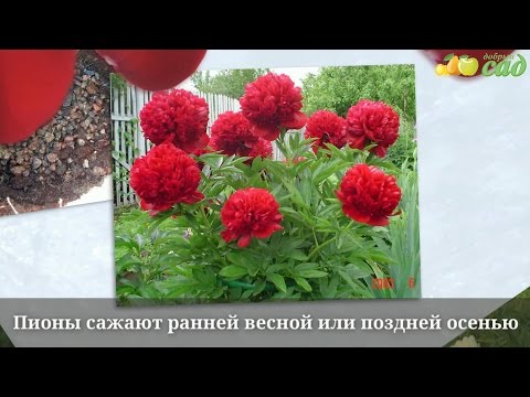 Вышить рушник это к свадьбе Вышить рушник это к свадьбе