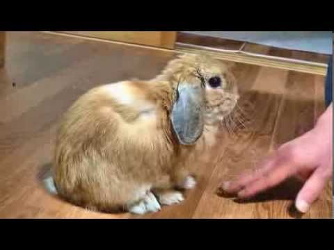 リアルシルバニアファミリー！！専用ベットで眠るウサギが可愛い！！のキャプチャ