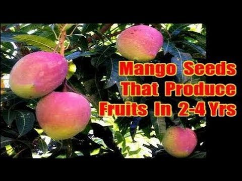mango seeds that grow fruits in 2 years