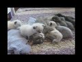 funny animals