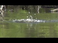 Giant Bass Goes Airborne Chasing a Frog! Topwater Bass Fishing with Frogs.