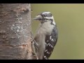 Woodpeckers