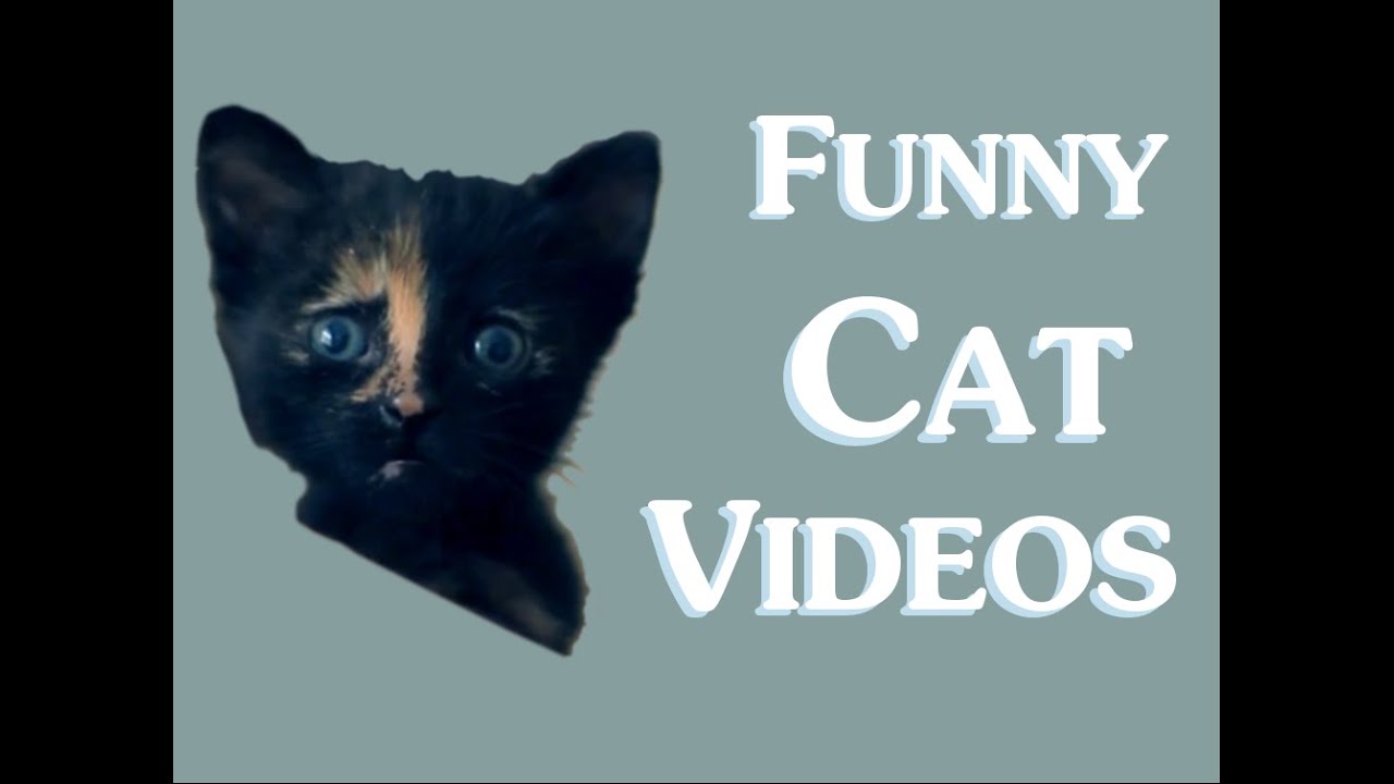 Funny Cat Videos (Cl