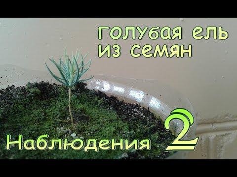 Как сажать голубую ель из семян 150
