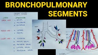 Bronchopulmonary Segments Lungs Anatomy Eoms