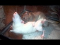 Rats mating