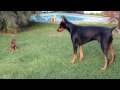 Precious puppy challenges larger Doberman dog