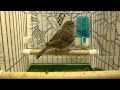 Canary kanarek glostery 025