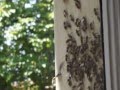 Méhek az Iskola ablakában Gyulán 2014.06.10 - én