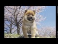 Puppies around the world Ⅱ 　世界の仔犬 2