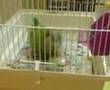 quaker having first egg