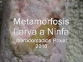 Metamorphosis Larva Pupa