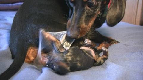 Dachshund -1st Puppy Birth