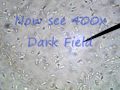 microscope
