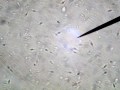microscope