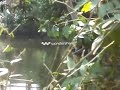 Bengali Jhuma Bhabi With Boyfriend In Pond images Bengali Jhuma Bhabi With Boyfriend In Pond
