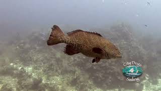 Diving with Splash Inn in West End, Roatan