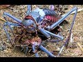 STRANGEST Creatures Found in Africa STRANGEST Creatures Found in Africa