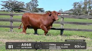 LOTE 81 - TOUROS BRANGUS - LEILÃO SÃO BIBIANO 2021