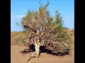 Egschiglen - (Sounds of Mongolia)Chan... Egschiglen - (Sounds of Mongolia)Chan...