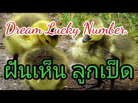 ฝันเห็นลูกเป็ด