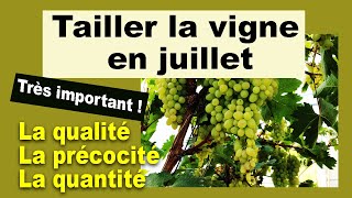 Comment Tailler La Vigne Au Mois De Juillet