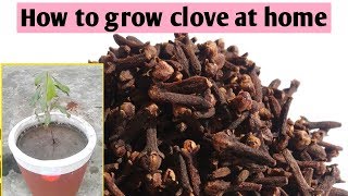clove plant Spices of India | கிராம்பில் உள்ள மகத்துவம் | Latest Health News Tamil | Tamil News
