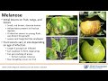 Identification and Management of Common Citrus Diseases and Disorders in the Home Landscape