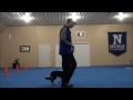 Jett (Border Collie) Dog Training Video