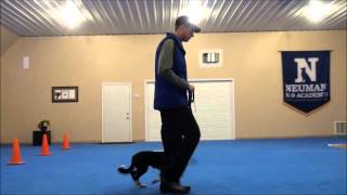 Jett (Border Collie) Dog Training Video