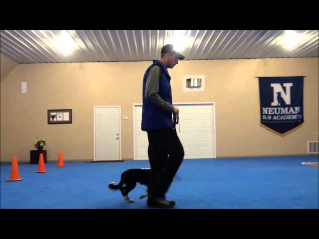 Jett (Border Collie) Dog Training Video