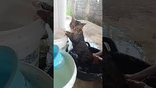 Lgi Mandi Biar Wangi