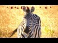 Andrea Barone - Afrique