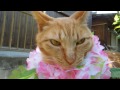 Butterbur　cute  cat  No１　d    なかよし茶トラ　蕗猫　kawaii