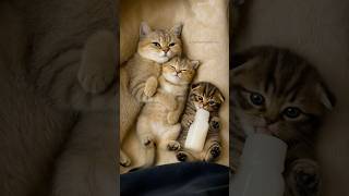 Three Little Cats, One Big Love And A Bottle Of Milk