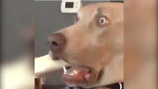 FUNNY ANIMALS COMPILATION-TRY NOT TO LAUGH-MAY 2019!!!