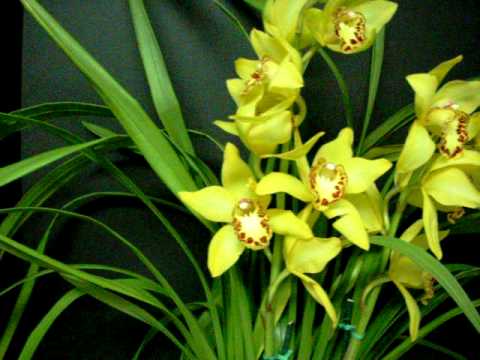 ***ORCHIDS, LUCKY BAMBOO, BONSAI TREES, FALL FLOWERING BULBS Our Services Also Include Garden Chicago Plants Chicago Flower Chicago Garden...