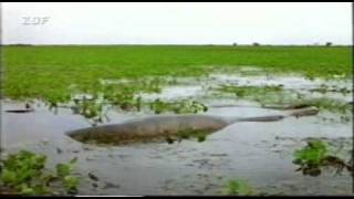 Anaconda Vs Capybara Extends