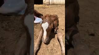 Live Birth Of New Foal- Honey Finally Brings Mango Into The World
