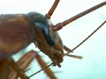 antennae