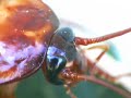 antennae
