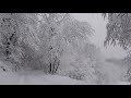 Relaxing Snowfall 2 Hours - Sound of Light Wind Breeze and Falling Snow in Forest (Part 2)