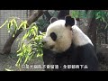 大貓熊的竹葉大餐 Giant Panda's Big Meal Of Bamboo
