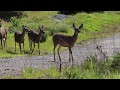 SUIT AND JACKET - JUDAH AND THE LION Mp3