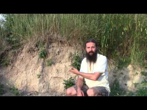 Все о моркови посадка и уход Все о моркови посадка и уход