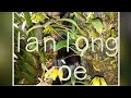 Lọng xòe khoe sắc vàng rực cả một vùng trời hehe